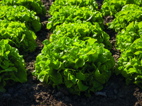 Graines potagères LAITUE F. DE CHENE - plein champ AVENIR (Lactuca sativa) - Graineterie A. DUCRETTET