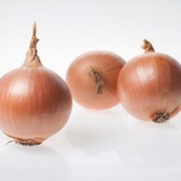 Graines potagères OIGNON BENNITO F1 - Graineterie A. DUCRETTET