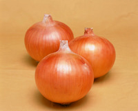 Graines potagères OIGNON TELESTO F1 (Allium cepa) - Graineterie A. DUCRETTET