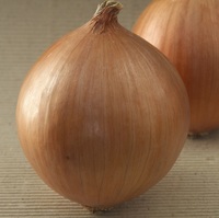 Graines potagères OIGNON TELESTO F1 (Allium cepa) - Graineterie A. DUCRETTET