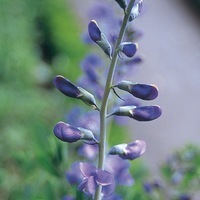 Graines de fleurs BAPTISIA AUSTRALIS (Baptisia australis) - Graineterie A. DUCRETTET