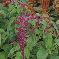 Graines de fleurs AMARANTHE PONY TAILS (Amaranthus caudatus) - Graineterie A. DUCRETTET