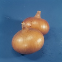 Graines potagères OIGNON SENSHYU YELLOW (Allium cepa) - Graineterie A. DUCRETTET