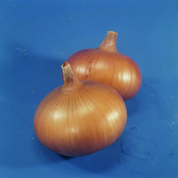  OIGNON OIGNON-SENSHYU YELLOW (Allium cepa)-Graines calibrées traitées - Graineterie A. DUCRETTET