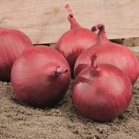 Graines potagères OIGNON RED TIDE F1 (Allium cepa) - Graineterie A. DUCRETTET