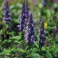  AGASTACHE AGASTACHE-ASTELLO (Agastache aurantiaca)-indigo - Graineterie A. DUCRETTET