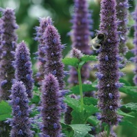 Graines de fleurs AGASTACHE CELESTE (Agastache rugosa) - Graineterie A. DUCRETTET