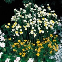 Graines de fleurs AGASTACHE ARIZONA SANDSTONE (Agastache aurantiaca) - Graineterie A. DUCRETTET