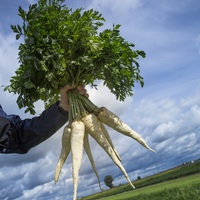  PERSIL PERSIL-CADOR (Petroselinum crispum subsp. tuberosum)-Graines biologiques certifiées - Graineterie A. DUCRETTET