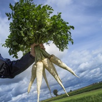 Graines potagères PERSIL CADOR (Petroselinum crispum subsp. tuberosum) - Graineterie A. DUCRETTET