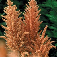  AMARANTHE AMARANTHE-HOT BISCUITS (Amaranthus cruentus)-orange brun - Graineterie A. DUCRETTET