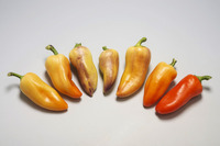 Graines potagères POIVRON SNACKING MINI CARNAVAL F1 (Capsicum annuum) - Graineterie A. DUCRETTET