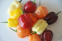  PIMENT BRÛLANT PIMENT BRÛLANT-HABANERO MIX (Capsicum annuum)-Graines non traitées - Graineterie A. DUCRETTET