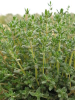  THYM THYM-AYELET (Thymus vulgaris)-Graines biologiques certifiées - Graineterie A. DUCRETTET