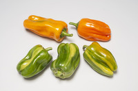 Graines potagères POIVRON ou PIMENT DOUX classique CAMELEON F1 (Capsicum annuum) - Graineterie A. DUCRETTET