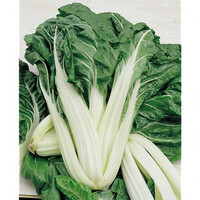 Graines potagères POIREE Verte à carde blanche 3 d'AMPUIS (Beta vulgaris) - Graineterie A. DUCRETTET