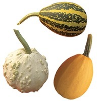 Graines potagères COLOQUINTES A PETITS FRUITS A PETITS FRUITS VARIES (Cucurbita pepo) - Graineterie A. DUCRETTET