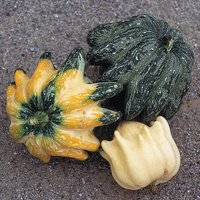 Graines potagères COLOQUINTES A PETITS FRUITS KAMO KAMO (Cucurbita pepo) - Graineterie A. DUCRETTET