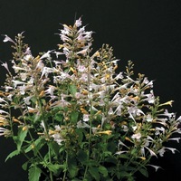 Graines de fleurs AGASTACHE MINI SPRITE (Agastache aurantiaca) - Graineterie A. DUCRETTET