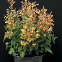 Graines de fleurs AGASTACHE MINI SPRITE (Agastache aurantiaca) - Graineterie A. DUCRETTET