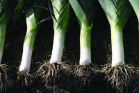  POIREAU POIREAU-FLANDRE (Allium porrum)-Graines non traitées - Graineterie A. DUCRETTET