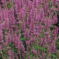Graines de fleurs AGASTACHE ARCADO (Agastache aurantiaca) - Graineterie A. DUCRETTET