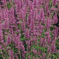  AGASTACHE AGASTACHE-ARCADO (Agastache aurantiaca)-rose - Graineterie A. DUCRETTET