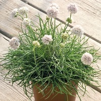  ARMERIA ARMERIA-MORNING STAR (Armaria maritima)-blanc - Graineterie A. DUCRETTET