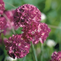  ARMERIA ARMERIA-MORNING STAR (Armaria maritima)-rose foncé - Graineterie A. DUCRETTET