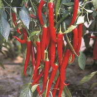 Graines potagères POIVRON ou PIMENT DOUX classique FUEGO F1 (Capsicum annuum) - Graineterie A. DUCRETTET