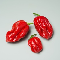 Graines potagères PIMENT BRÛLANT HABANERO (Capsicum annuum) - Graineterie A. DUCRETTET