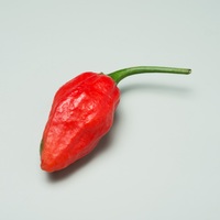 Graines potagères PIMENT BRÛLANT NAGA JOLOKIA (Capsicum annuum) - Graineterie A. DUCRETTET