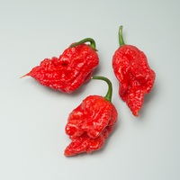 Graines potagères PIMENT BRÛLANT CAROLINA REAPER (Capsicum annuum) - Graineterie A. DUCRETTET