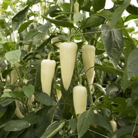  POIVRON ou PIMENT DOUX classique POIVRON ou PIMENT DOUX classique-BRAVIA F1 (Capsicum annuum)-Graines non traitées - Graineterie A. DUCRETTET