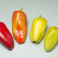 Graines potagères POIVRON ou PIMENT DOUX classique GYPSY F1 (Capsicum annuum) - Graineterie A. DUCRETTET