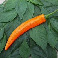  POIVRON LONG (Corne) POIVRON LONG (Corne)-KYRA F1 (Capsicum annuum)-Graines non traitées - Graineterie A. DUCRETTET