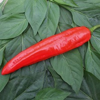 Graines potagères POIVRON LONG (Corne) XARO F1 (Capsicum annuum) - Graineterie A. DUCRETTET