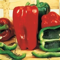  POIVRON ou PIMENT DOUX classique POIVRON ou PIMENT DOUX classique-SONAR F1 (Capsicum annuum)-Graines non traitées - Graineterie A. DUCRETTET