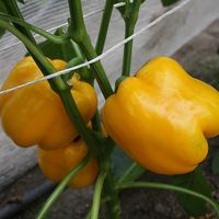 Graines potagères POIVRON ou PIMENT DOUX classique ELSA F1 (Capsicum annuum) - Graineterie A. DUCRETTET