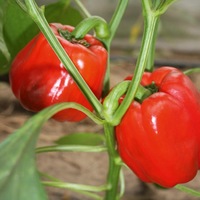 Graines potagères POIVRON ou PIMENT DOUX classique OLLY F1 (Capsicum annuum) - Graineterie A. DUCRETTET