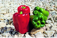  POIVRON ou PIMENT DOUX classique POIVRON ou PIMENT DOUX classique-JERICHO F1 (Capsicum annuum)-Graines non traitées - Graineterie A. DUCRETTET