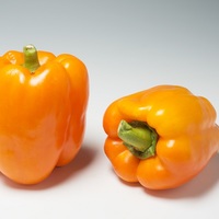  POIVRON ou PIMENT DOUX classique POIVRON ou PIMENT DOUX classique-ILYN F1 (Capsicum annuum)-Graines non traitées - Graineterie A. DUCRETTET