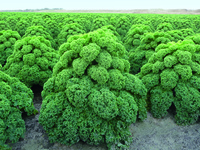 Graines potagères CHOU NON POMME OLDENBOR F1 (Brassica oleracea) - Graineterie A. DUCRETTET