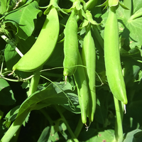  POIS POIS-NAIROBI (Pisum sativum)-Graines biologiques certifiées - Graineterie A. DUCRETTET