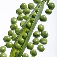 Production Biologique - POIS - Graineterie A. DUCRETTET