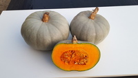 Graines potagères COURGE, POTIRON ET CITROUILLE SOMBRA F1 - Graineterie A. DUCRETTET