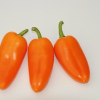  POIVRON SNACKING MINI POIVRON SNACKING MINI-FLYNN F1 (Capsicum annuum)-Graines non traitées - Graineterie A. DUCRETTET