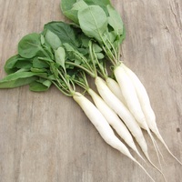  RADIS NAVET (Minowase) RADIS NAVET (Minowase)-Glaçon (Raphanus sativus)-Graines non traitées - Graineterie A. DUCRETTET