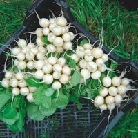 Graines potagères RADIS de diversification BIO PEARL - Graineterie A. DUCRETTET