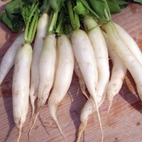 Graines potagères RADIS de diversification BIO Glaçon - Graineterie A. DUCRETTET